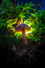 Glowing mushroom lamps with fireflies in magical forest
