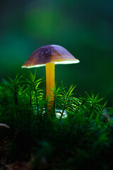Glowing mushroom lamps with fireflies in magical forest