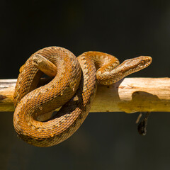 Red snake. Vipera berus sitting on a branch. Snake atack
