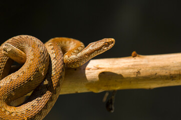Red snake. Vipera berus sitting on a branch. Snake atack