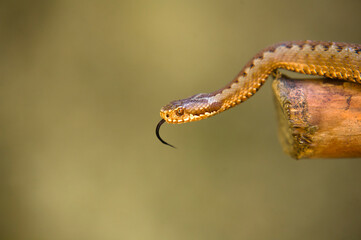 Red snake. Vipera berus sitting on a branch. Snake atack