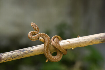 Red snake. Vipera berus sitting on a branch. Snake atack