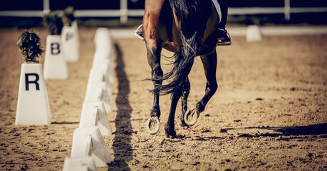 Equestrian sport. Hooves with horseshoes of a running horse. The legs of a dressage horse...