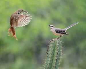 A thrasher and a mocking