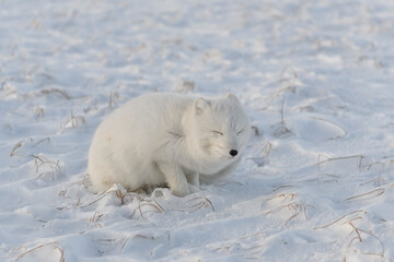 rctic fox (Vulpes Lagopus) in wilde tundra. Arctic fox lying.
