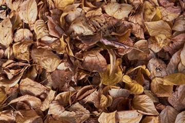 A solid autumn background of yellow leaves.