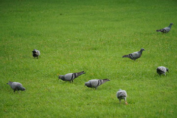 pigeon in green grass image