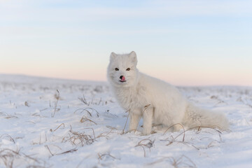 Obraz na płótnie Canvas Arctic fox (Vulpes Lagopus) in wilde tundra. White arctic fox sitting.