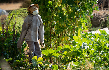 Scarecrow with mask saving the vegetable garden