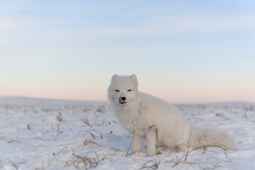 Fototapeta na wymiar Arctic fox (Vulpes Lagopus) in wilde tundra. White arctic fox sitting.