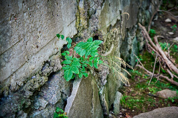A plant with green leaves sprouted through a stone wall
