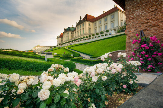 Kwitnące róże w ogrodzie królewskim © Adam Skrzydlewski