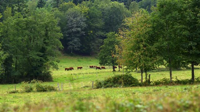 Timelapse acc&eacute;l&eacute;r&eacute; de vaches brunes dans un champs dans les Vosges