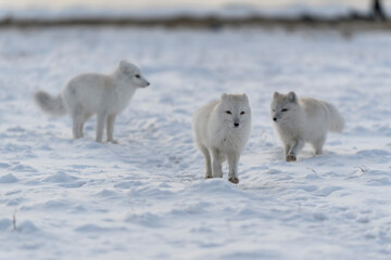 Obraz na płótnie Canvas Two young arctic foxes playing in wilde tundra in winter time.