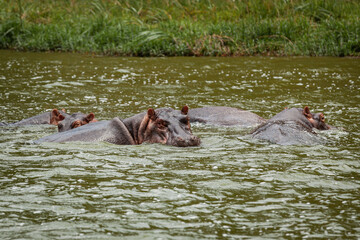 Hippos having a bath in Kazinga Channel, Queen Elizabeth National Park, Uganda