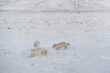 Two young arctic foxes playing in wilde tundra in winter time.
