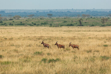 Naklejka na ściany i meble Three impala antelopes walking one after another in Queen Elizabeth National Park, Uganda