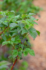 Raspberry leaves. Young green branch of raspberry bush in spring in bright daylight against...