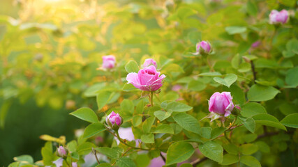 flowering rose bush, sunset soft light, close up