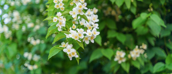 white flowers among greenery at dusk