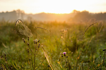 Wschód słońca na łące © Adam Skrzydlewski