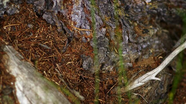 Timelapse de fourmis dans les vosges insectes nature for&ecirc;t