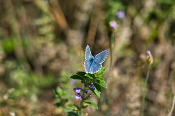 Silver-studded blue (Plebejus argus) butterfly with open wings perched on flower in Zurich, Switzerland