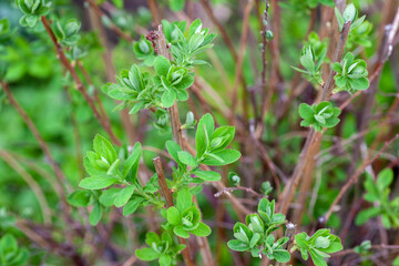 Hydrangea bush. Part of hydrangea bush without flowers and young green leaves on thin brown branches on bright natural background, Hydrangea. 