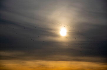 sunset over the sea with flying birds