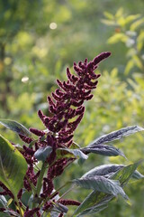 amaranth flower