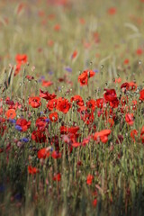 field of poppies