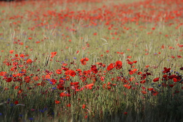 field of red poppies