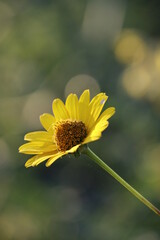 coneflower