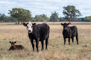 Close up of beef cows and calfs grazing on grass in Australia. Eating hay and silage. breeds...