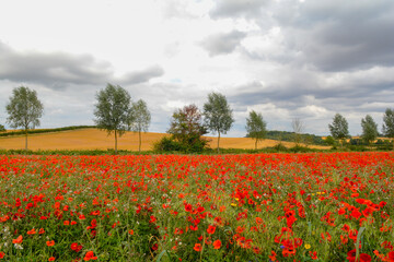Poppy field with beautiful red poppies and flowers in a summer meadow