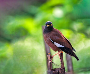 The common myna or Indian myna sometimes spelled mynah is a bird in the family Sturnidae native to...