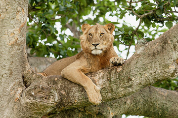 A lion resting on the tree. Queen Elizabeth National Park, Uganda