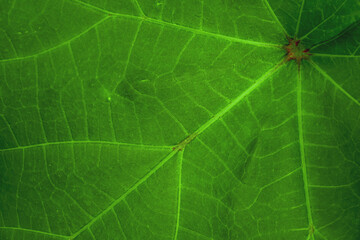close up of Green leaf texture background