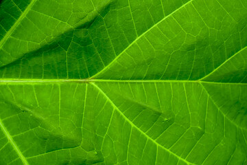 close up of Green leaf texture background