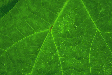 close up of Green leaf texture background