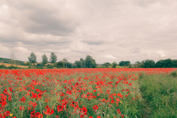 Poppy field with beautiful red poppies and flowers in a summer meadow