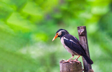 The pied myna or Asian pied starling is a species of starling found in the Indian subcontinent and Southeast Asia.