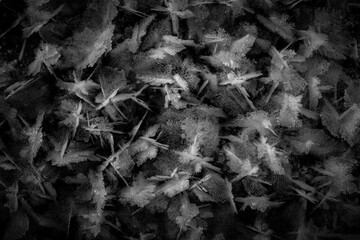 autumn leaves on the ground