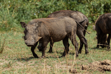 Warthogs in Queen Elizabeth National Park, Uganda