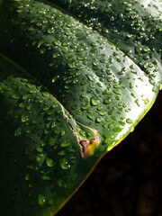 Ros&eacute;e sur feuille
