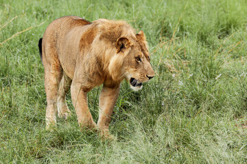 A lion walking on the grass. Queen Elizabeth National Park, Uganda