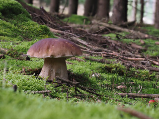 Steinpilz im Fichtenwald