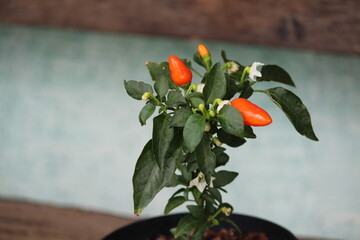 pimenta laranja com flores