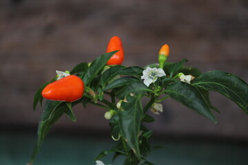 pimenta laranja com flores