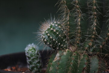 cactos